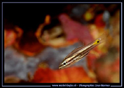 A small Cardinal Fish in the colorful Corals... :O) .... by Michel Lonfat 